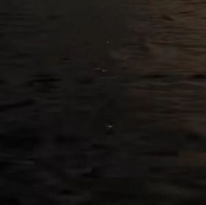 Meet your Posher, Sawyer lynne